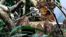 A Water Jet for the Orang Utan - Baby cotton top tamarin -  Chimpanzees - Munich Zoo