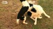 A little Female Dog humps the large Male Dog!