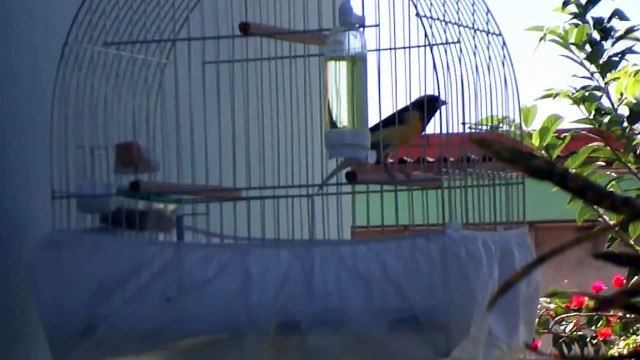 Canários belga canto campainha