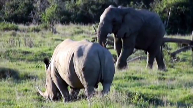 реальная Африка. слон против носорога