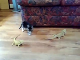 Un chaton terrorisé par des lézards