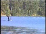 Cisnes de cuello Negro