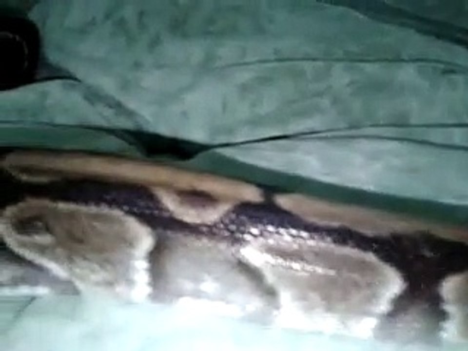 королевский питон