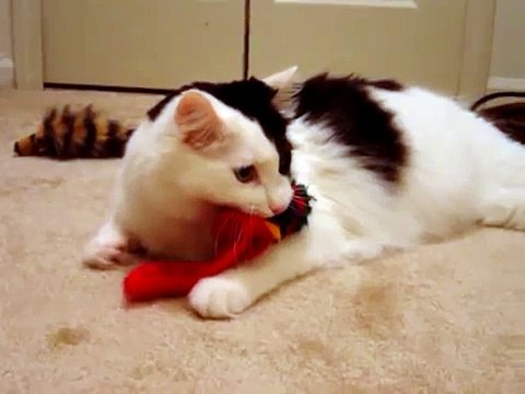 Over-possessive Growling Cat