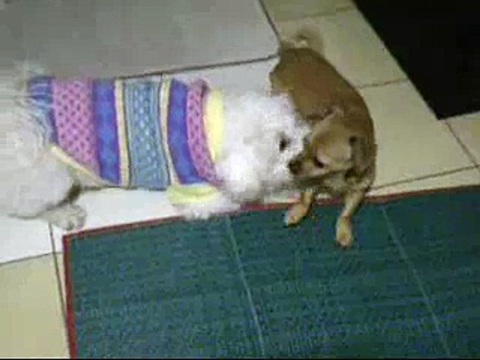 dogs