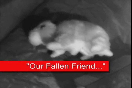 Funny Hamster Play Land - Cute Hammy Fun