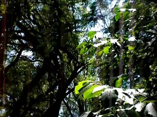 Big Foot Chased Me out of Woods Today