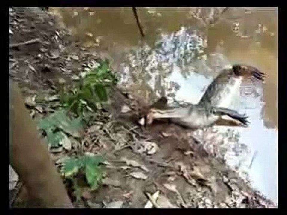 Electric Eel vs. Crocodile video Dailymotion