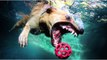 The MOST FUNNY Dogs Diving HD - The World's Most Funny Dog Videos EPIC-S