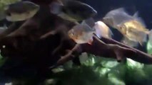 monster 600 gallon fish tank feeding time