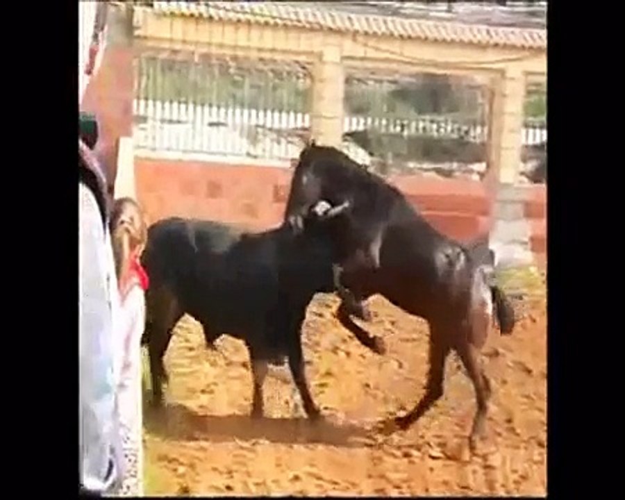 Toro bravo y caballo jugando juntos.