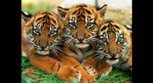 Amy's Animal Facts: Tigers