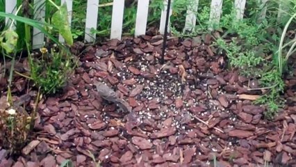Sparrow feeds GIANT baby Cow Bird.