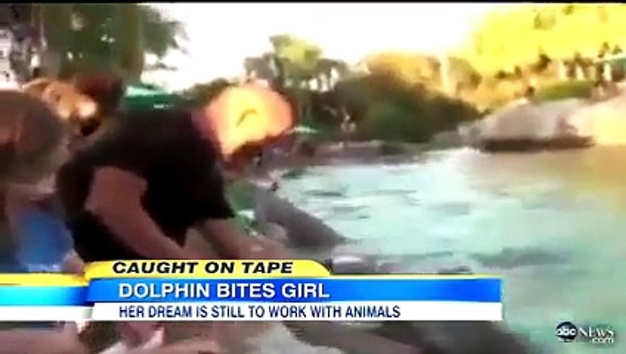 Dolphin Bites Child  Video of Orlando Seaworld Dolphin Caught on Tape