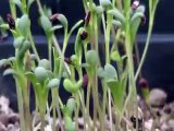 Seedlings and Cuttings