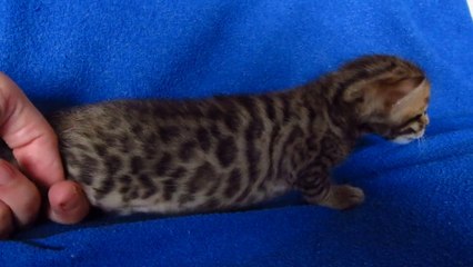 Бенгальский котик №4