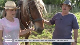 Chevaux en vigne, reportage Midi-en-France Ardeche