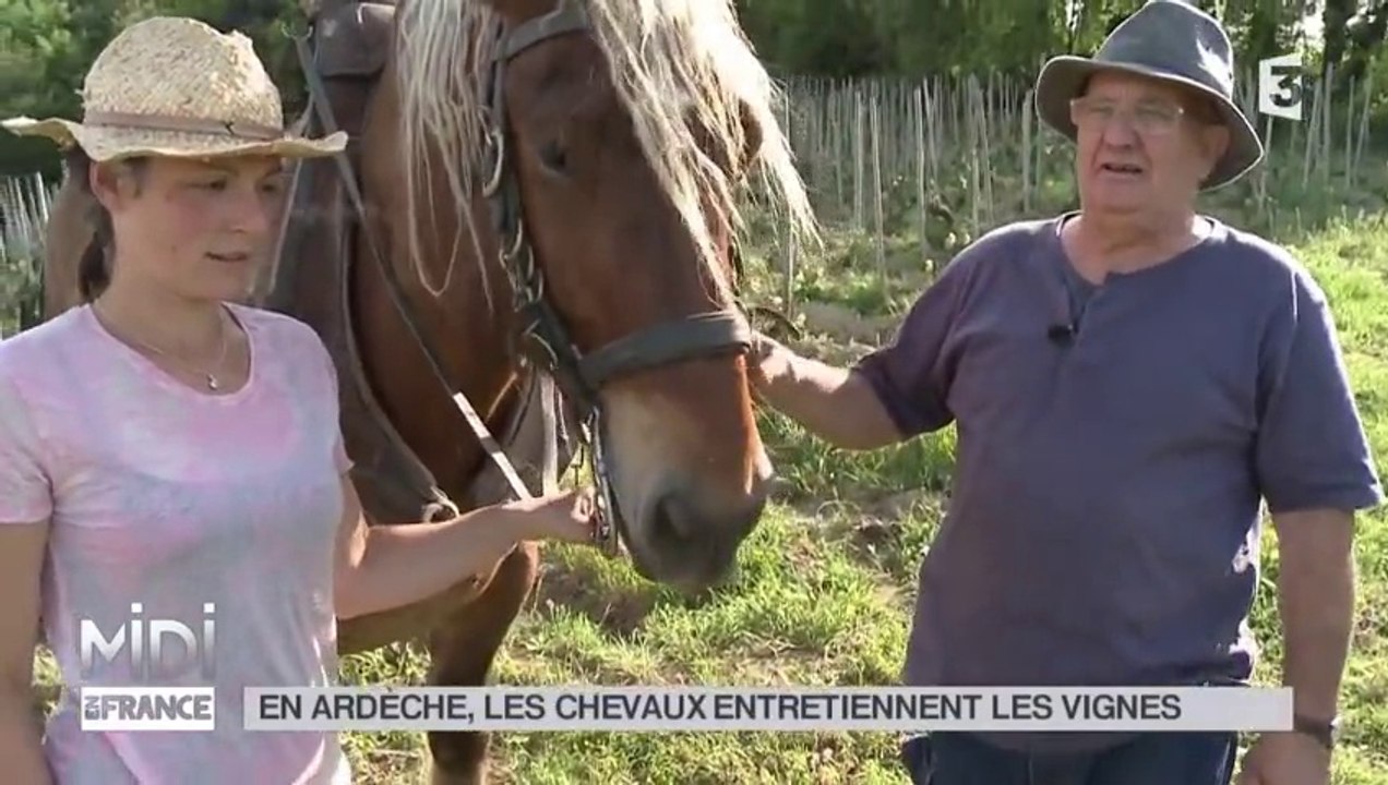 Chevaux en vigne, reportage Midi-en-France Ardeche
