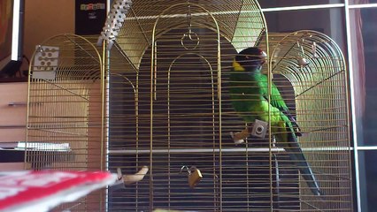 PAPUGA BARNARD CZARNOGŁOWY - VERDI