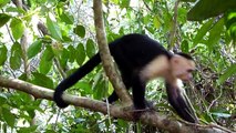 Wildlife-siesta in Costa Rica: Relaxed capuchin monkeys / Kapuzineräffchen / saï
