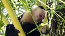 Very funny capuchin monkey having lunch! Kapuzineraffe beim Mittagessen! Un saï déjeune, Costa Rica