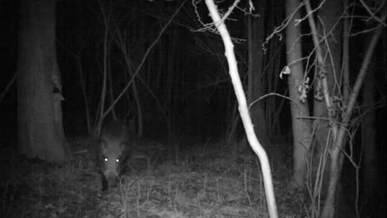 Manoeuvres hivernales nocturnes des compagnies de sangliers…