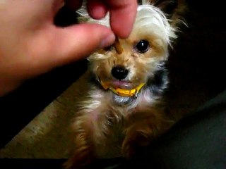 約克夏吃起司條 yorkie wanna eat cheese tenders