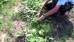 Planting Sweet Potatoes From Vine Cuttings