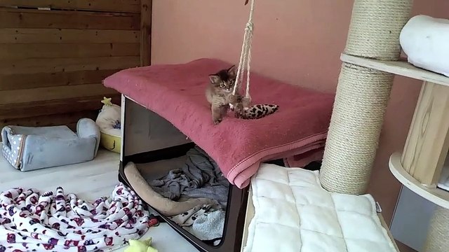 Chatons Abyssin et Somali de la Rivaleraie