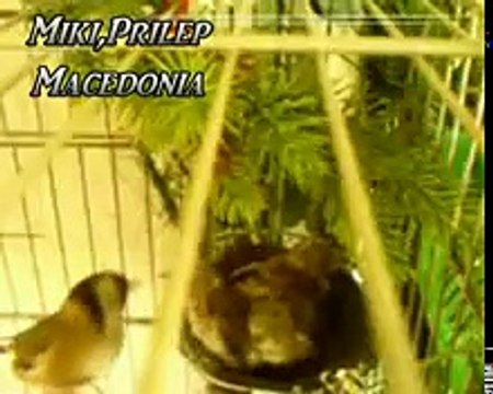 Jilguero,chardonneret,cardellino,carduelis,trnance,stiglica