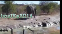 ثورة قطيع الفيلة لأنقاذ رضيع منهم من الغرق فى مجرى البحيرة