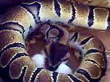 Ball Python Feeding