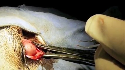 Cirugia prolapso glandula lagrimal perro