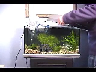 Aquarium Set Up - Adding fish - 2
