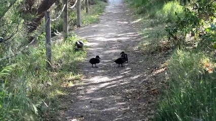 polluelos de pato azulón con mamá pata