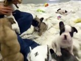 AKC French Bulldog Puppies ~2 8 15 zsa zsa puppies
