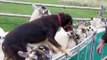 A young kelpie learns to back sheep in the race - Lyndhurst Shadow