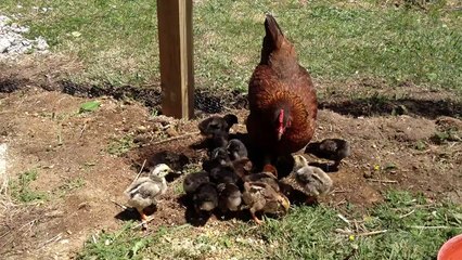 Mama hen and her babies chicks