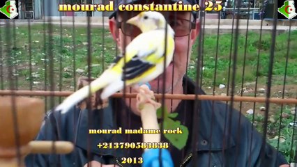 Mulet Panché (4mois) 2013هيجن عكسي ابيض كناري انثى الحسون