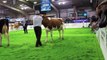 Heifer judging at  AgriScot 2012..R&W,Ayrshire,Jersey,Holstein