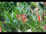 Costa Rica & Panama music: exotic birds flowers wildlife