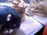 My Freshwater Tank w/ Bichir, stingray, discus, needle fish