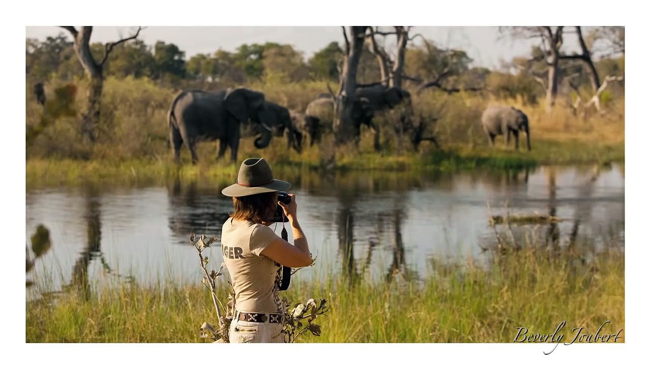 Beverly Joubert's Showcase of Elephants
