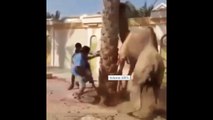 Incroyable la colère de ce chameau, voilà ce qu'il a fait à l'un de ces hommes!