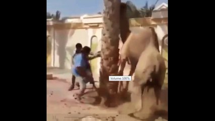 Incroyable la colère de ce chameau, voilà ce qu'il a fait à l'un de ces hommes!