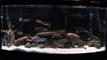 African Cichlids