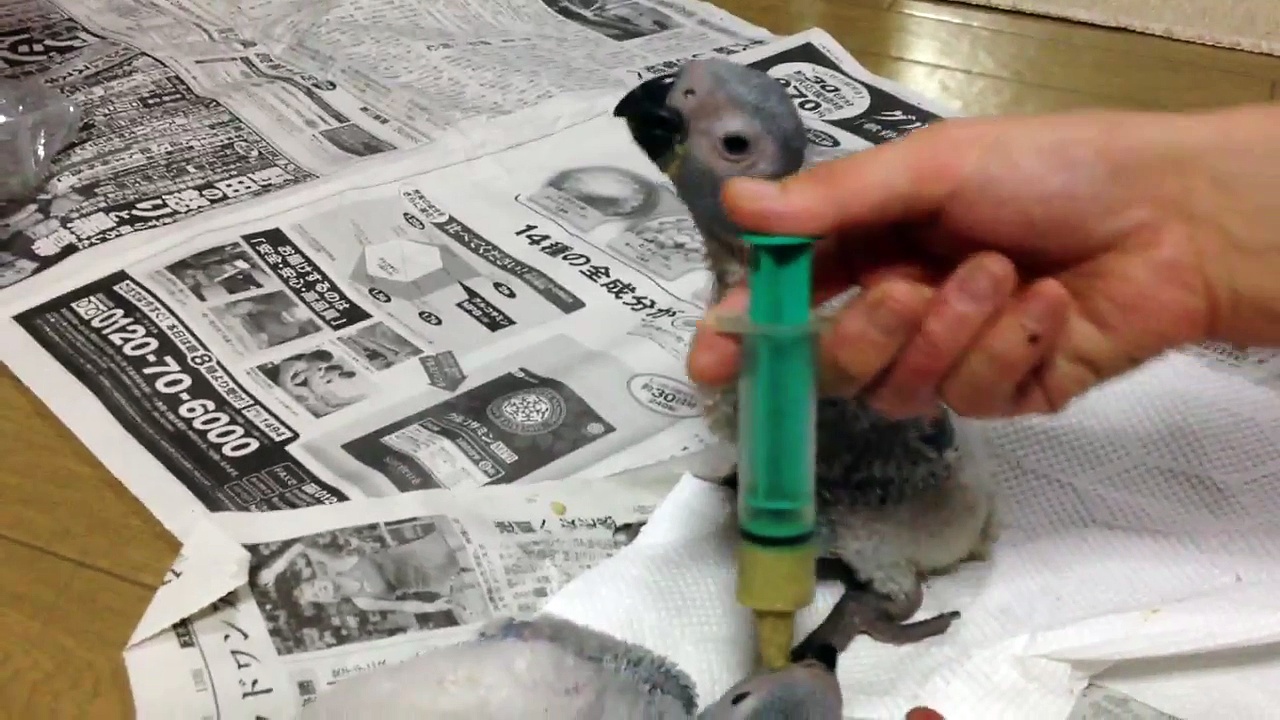 African Grey parrot Baby’s hand feeding  ヨウムの雛