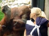 Bebeği görmeye çalışan anne orangutan