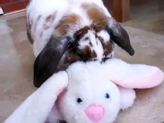 Bad Bunny(Sparky) !!