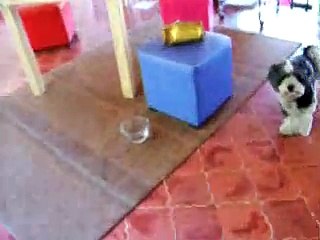 Panda, Oliver y Chico chillin April 2008